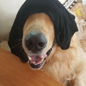 Meet your Posher, Carmen